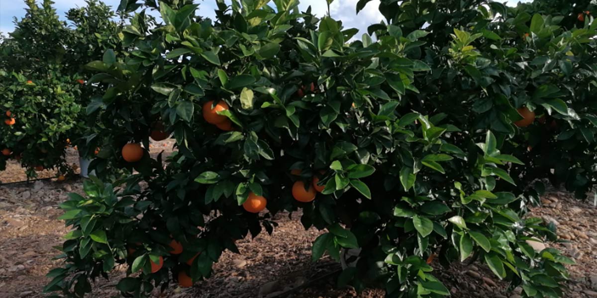 Mandarini in ritardo, stagione che si sovrappone a clementine e arance